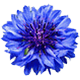 Horoscopul floral - albastrea