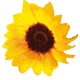 Horoscopul floral - floarea soarelui