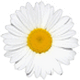 Horoscopul floral - margareta