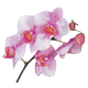 Horoscopul floral - orhidee
