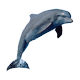 Horoscopul indian - delfin