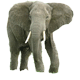 Zodiacul indian - elefant